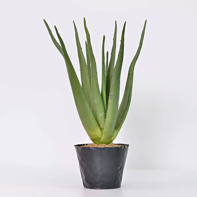 Handmade Artificial Aloe Vera Decor – Pr00005A 1