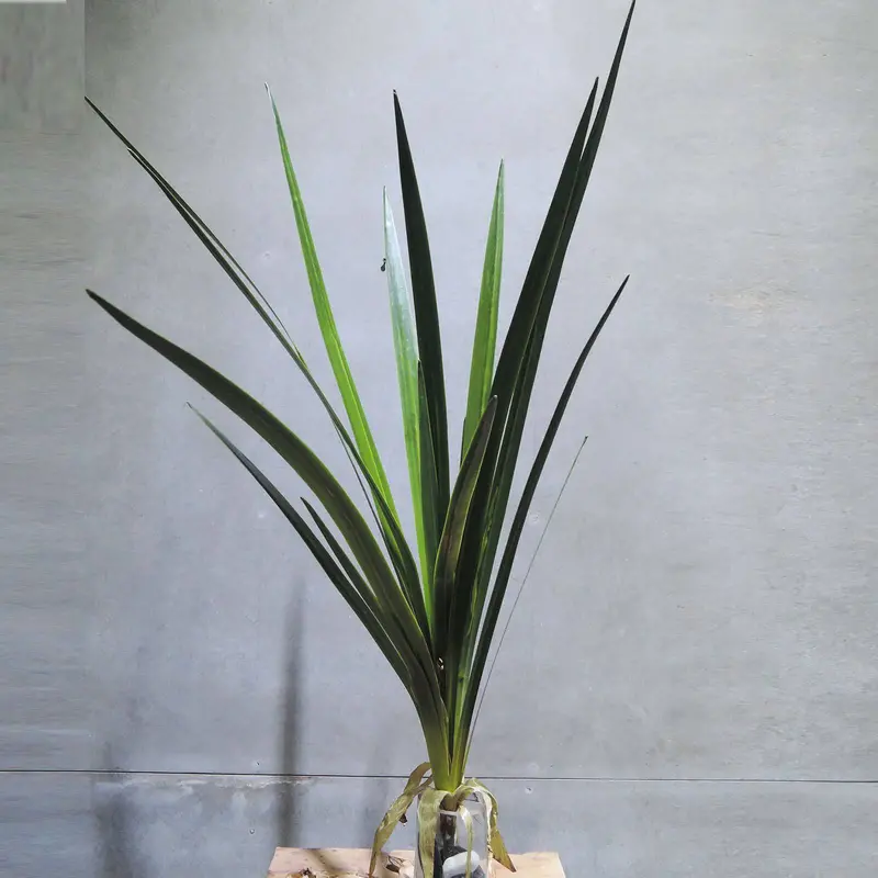 Handmade Decorative Artificial Plant – Xmxjp-Xf0011L (Minimalist Design) 1