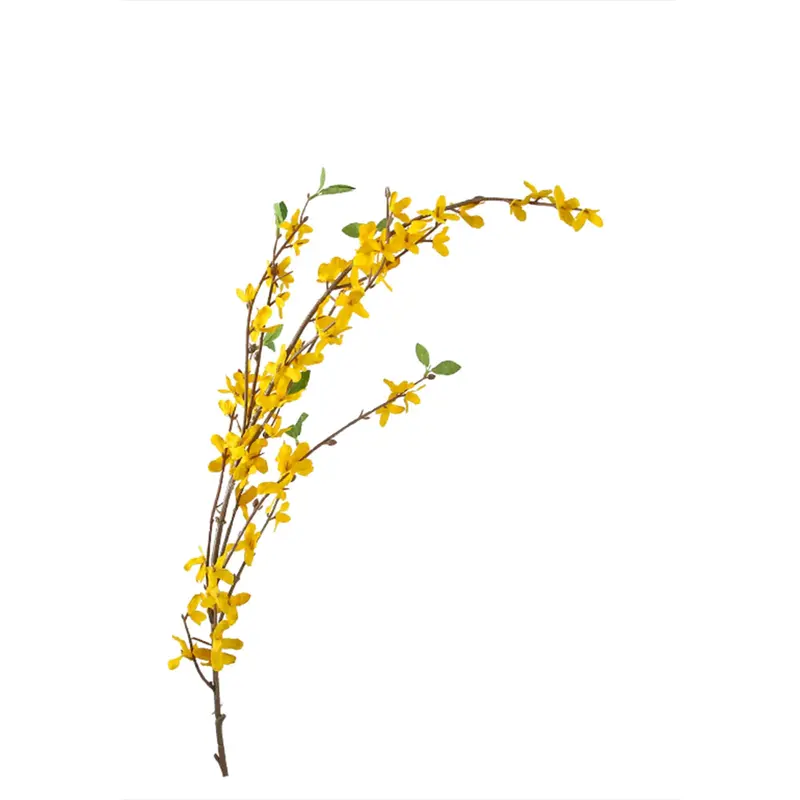Winter Jasmine Plant – Yellow Blooming Indoor/Outdoor Shrub, Kd-Sp19625 1
